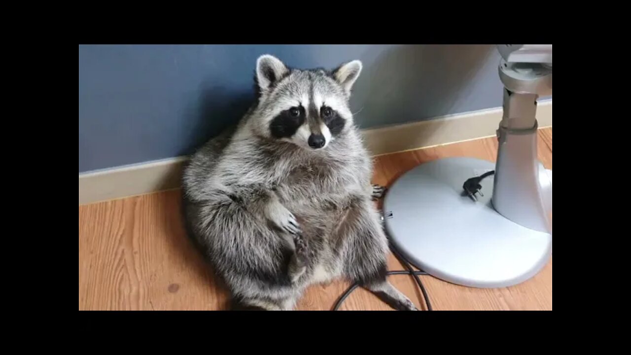 Raccoon sits like a human and suddenly wakes up crying