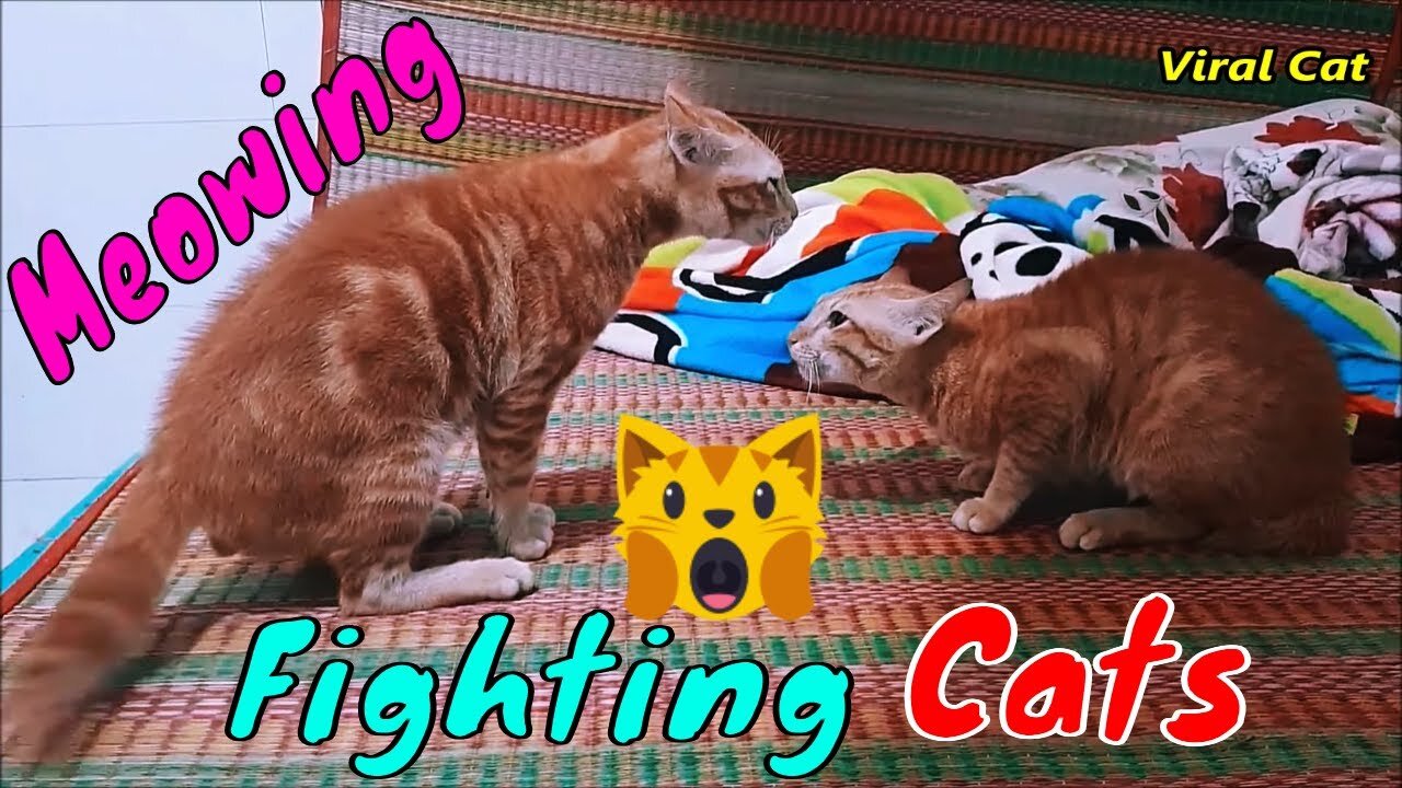 Bloody Brother Cats Meowing Fighting - You'll Regret Skipping Watching This Video | Viral Cat