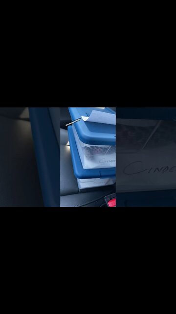 Vet Visit for Some Snakes (Hognose Short) #hognose #westernhognose #vet