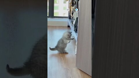 funny cat videos | cute cat videos| cute animals funny cats #shorts #shortsfunny #cutecat #funnycat