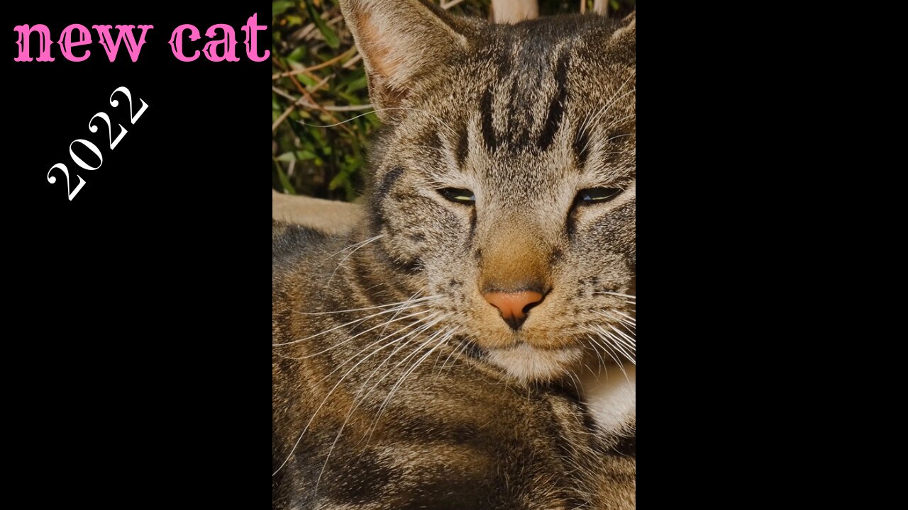 Cat Lying on the Soil Outdoors