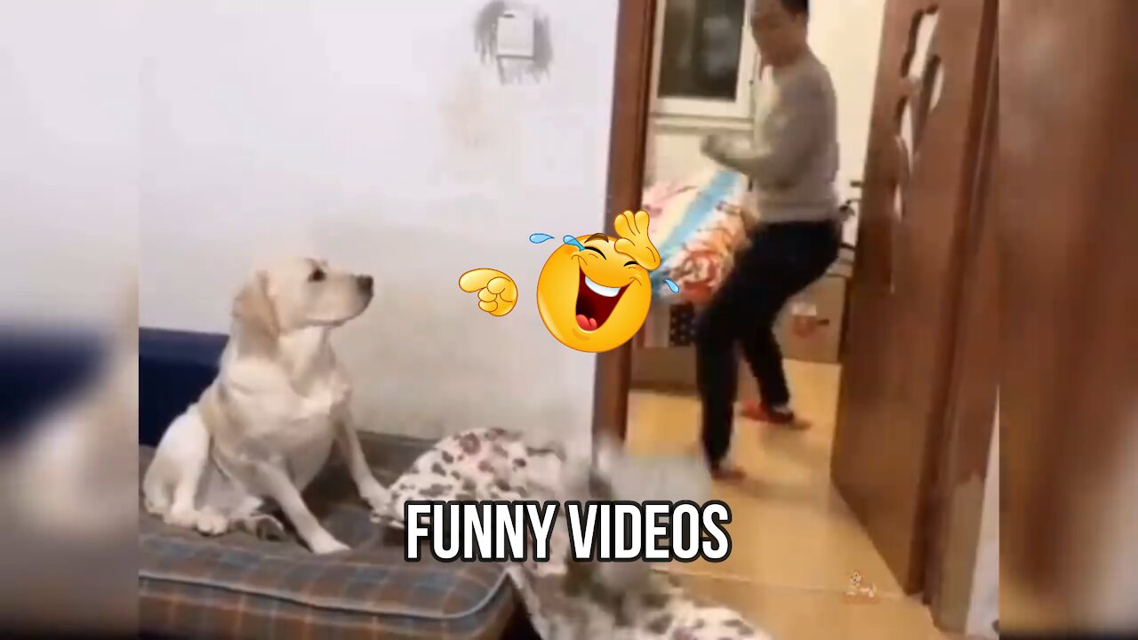 Baby Dogs - Cute and Funny Dog Videos Compilation #3 | Jalala