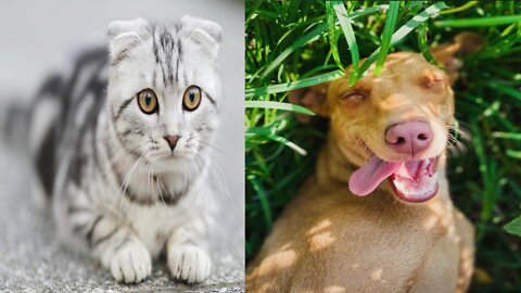 FUNNY CAT AND DOG COMPILATION 2022