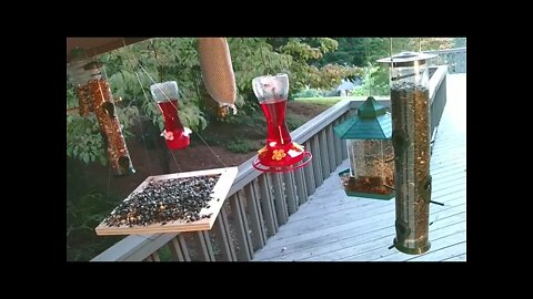 Live Sept 11 2021 Bird Feeder in Asheville NC. In the mountains