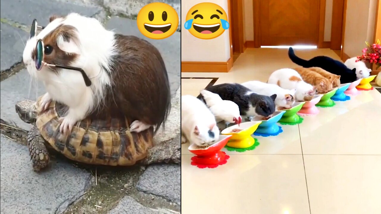 New Funny Video Cat 🐈 and Mouse 🐁 | Funny Cats Complication | Respect01 Part 3