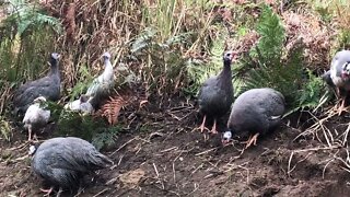 Guinea fowl keets of all ages free range as a cohesive flock and some chicks