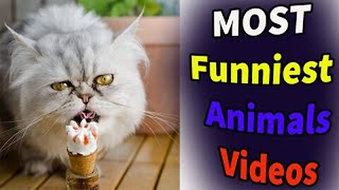 Funniest Animals Videos | Try Not To Laugh | funny Dogs | Cute Animals | Funny Cats | Colors Of Life