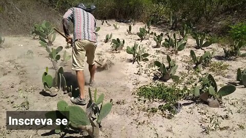 Fazendo a limpeza na plantação de Palma Forrageira