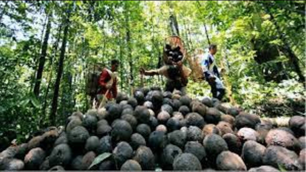 Amazing Jungle Nuts Harvesting - Amazon Nuts processing in Factory