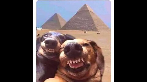 How to Enjoy the Funniest Animals, ? Pat Cat, and I New Video ?