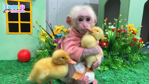 OBi helps dad take care of ducklings and harvest fruit