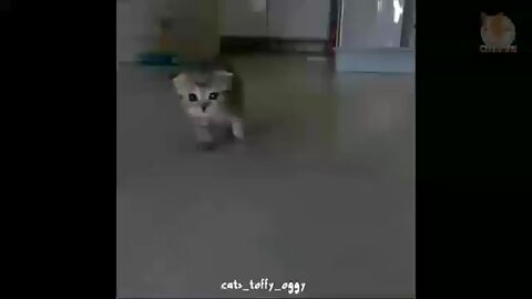 cute little cat