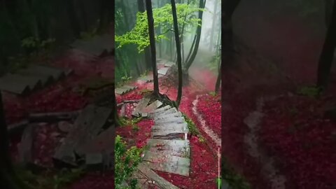 Amazing video views