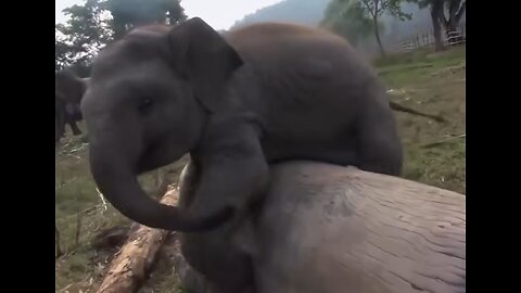 Cute baby elephant videos