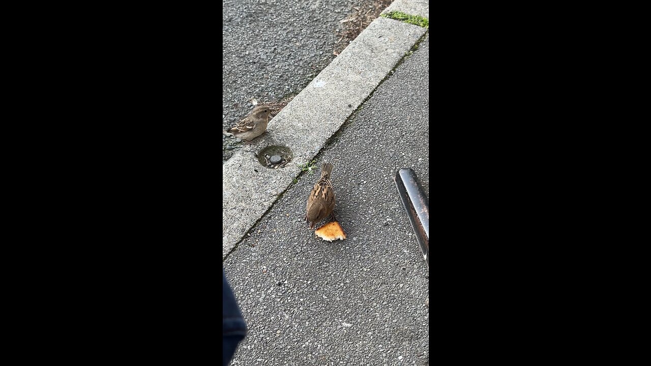 Bird New zealand. Diamond harbour