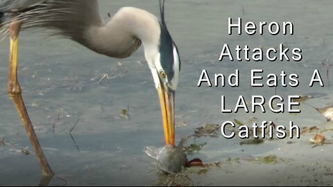 Heron Attacks And Eats A Large Catfish