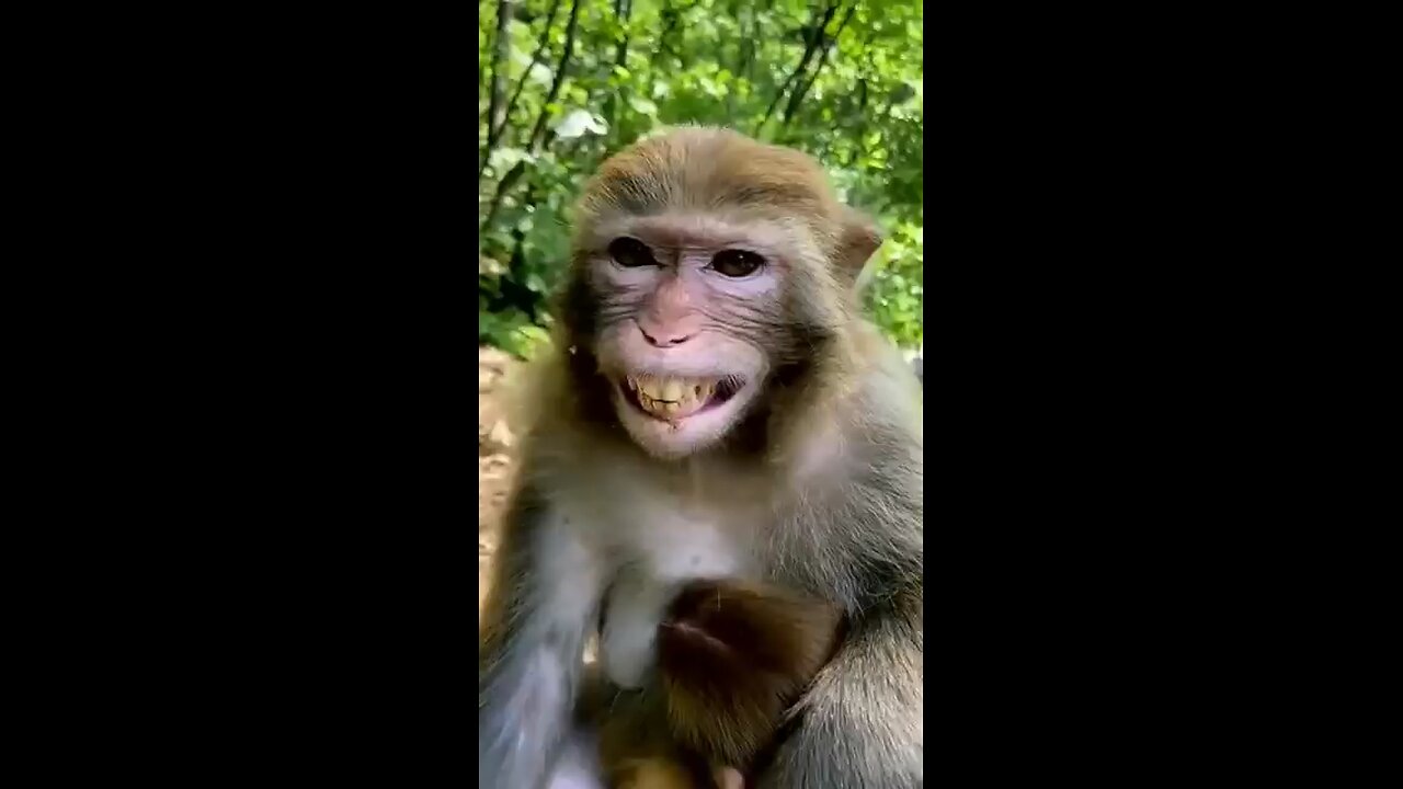 monkey laughing 😂