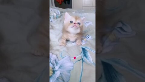 Cat crying