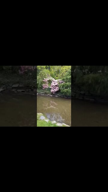 Pretty flowers by water in a park