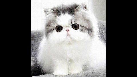 Cutest Cats Videos