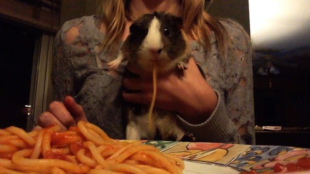 Guinea Pig Pasta Party