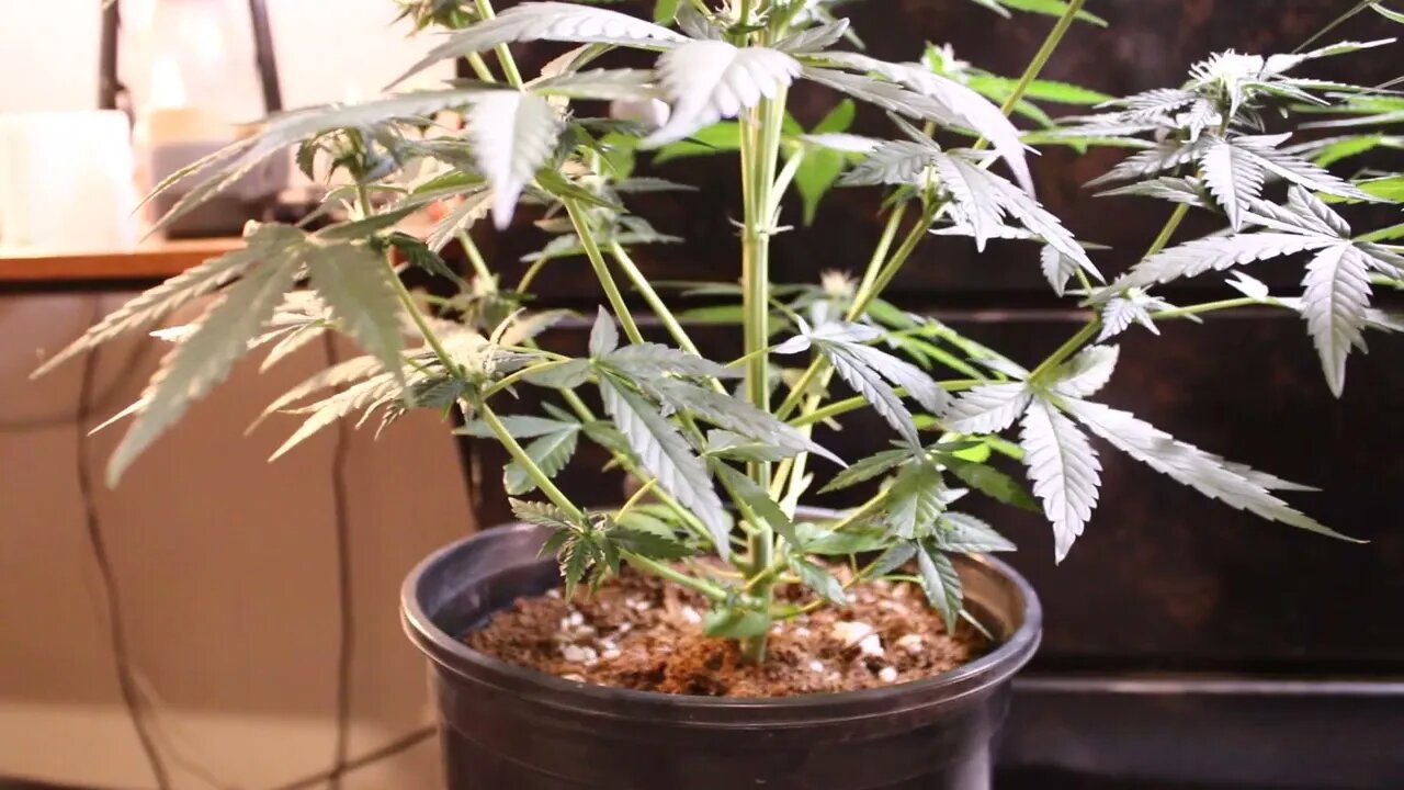 T Bird And Reds My First Indoor Auto Grow 2022