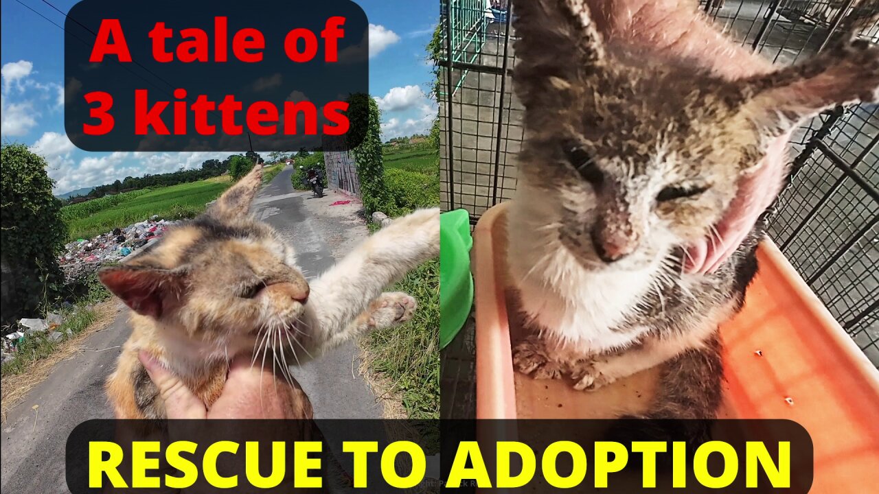 3 cats/kittens - from rescue to adoption - scabies - and some more rescued kittens.