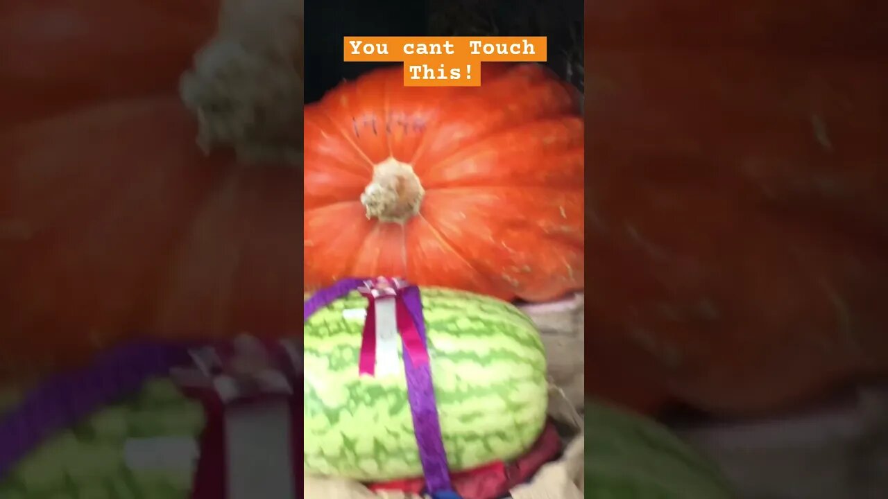 Giant Pumpkin Abuse #pumpkins #statefair #contest #kids 