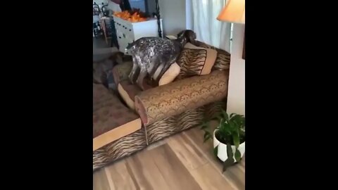 Monkey see monkey do