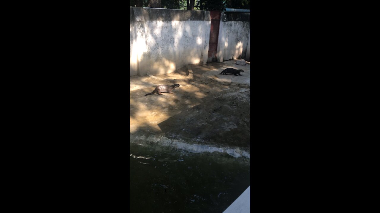 Otters Chase Each Other