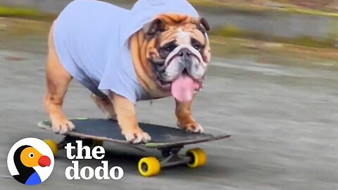 Bulldog Obsessed With His Skateboard Hates When His Parents Try To Take It Away From Him | The Dodo