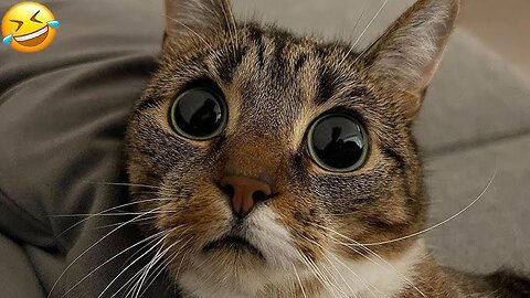 Funny animal videos 2023 - Funny cats_dogs - Funny animals _