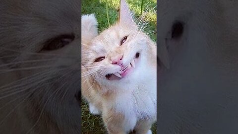 Baby Cats - Cute and Funny Cat Videos Compilation