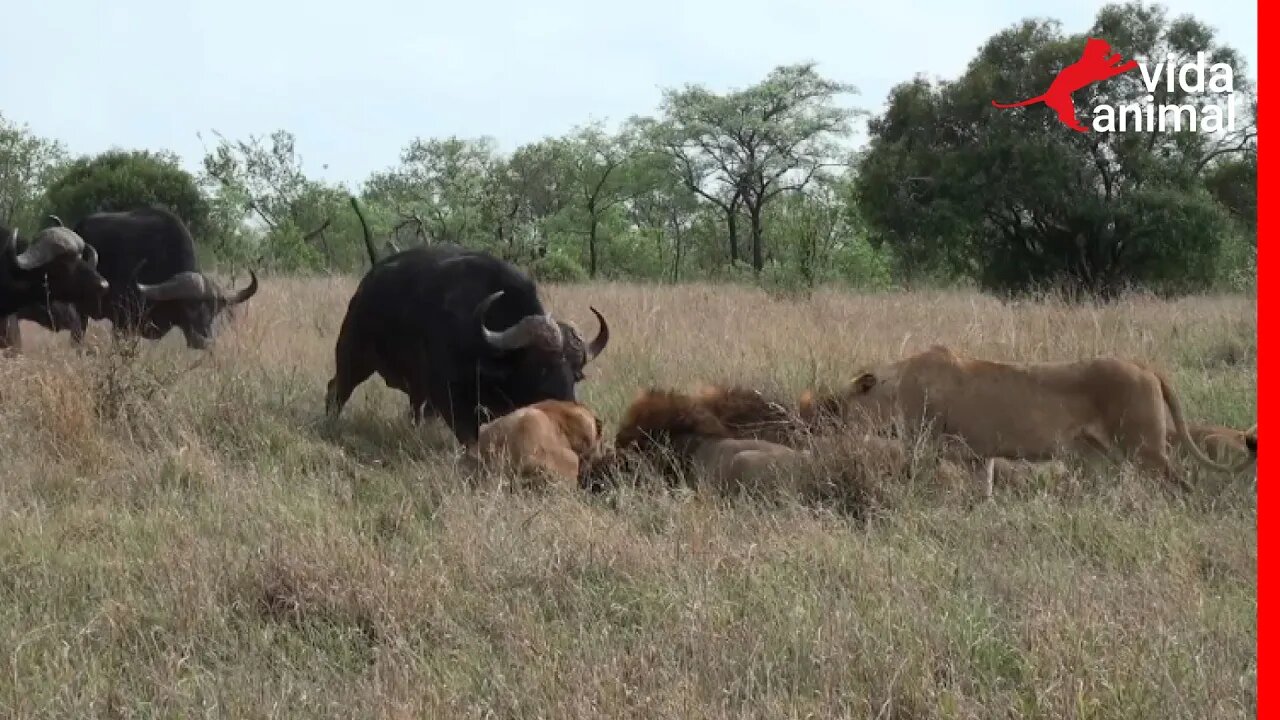 BÚFALOS ATACAM LEÕES NUMA TENTATIVA DE RESGATE - VIDA ANIMAL