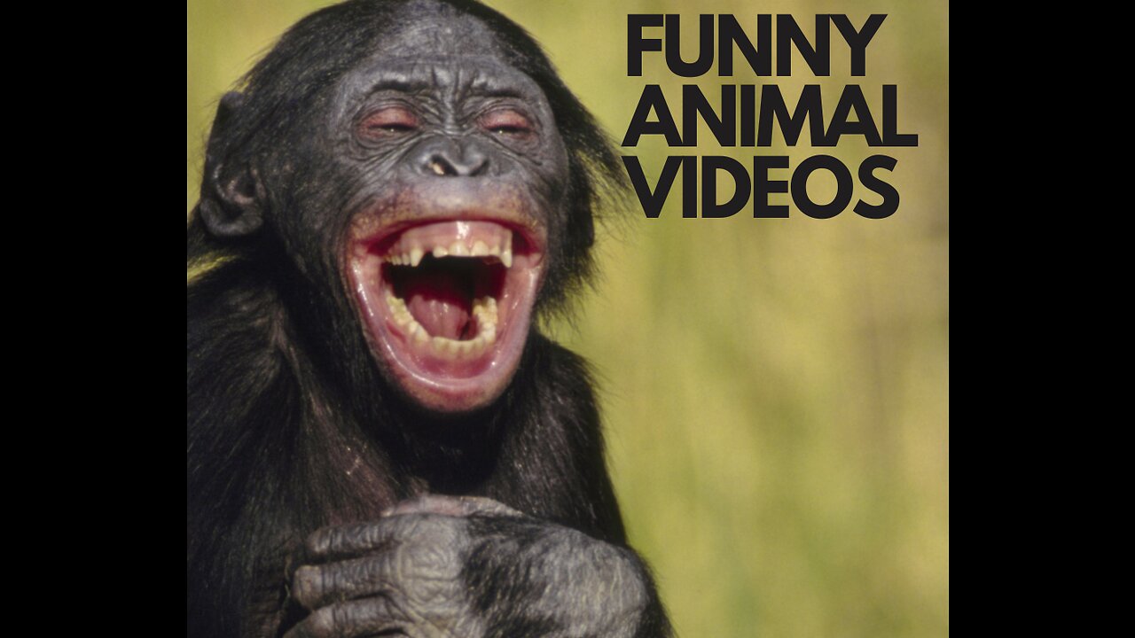 funny animal videos