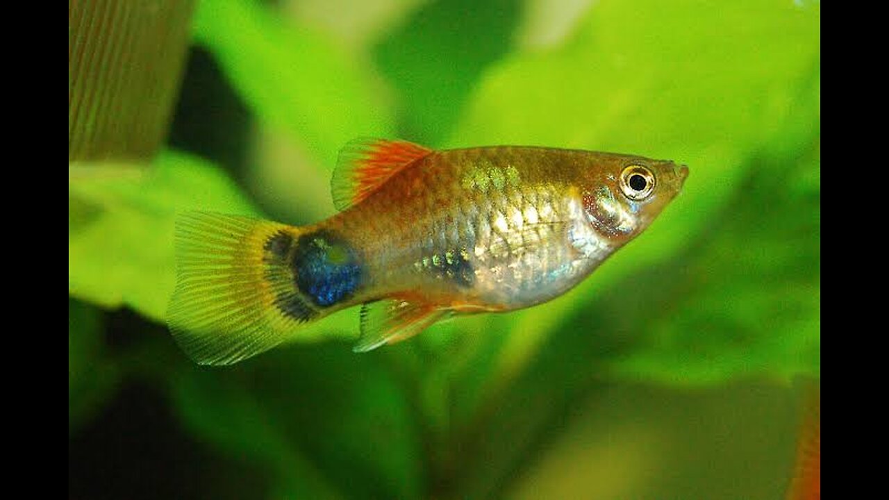 Aquarium colorful fish, বঙ্গবন্ধু সাফারি পার্ক, গাজীপুর