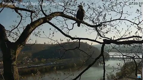 Hays Eagles Dad perched in cam tree 4.19.20 7:54AM