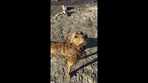 Golden retriever dog swimming at the lake.