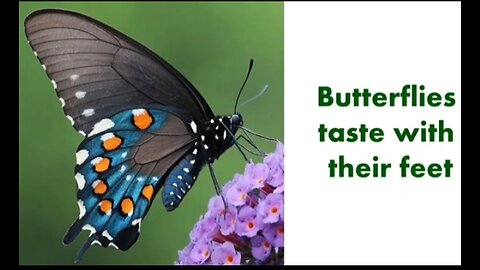 Amazing facts about animals