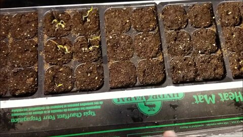 Sweet pepper seedlings: one month too early!