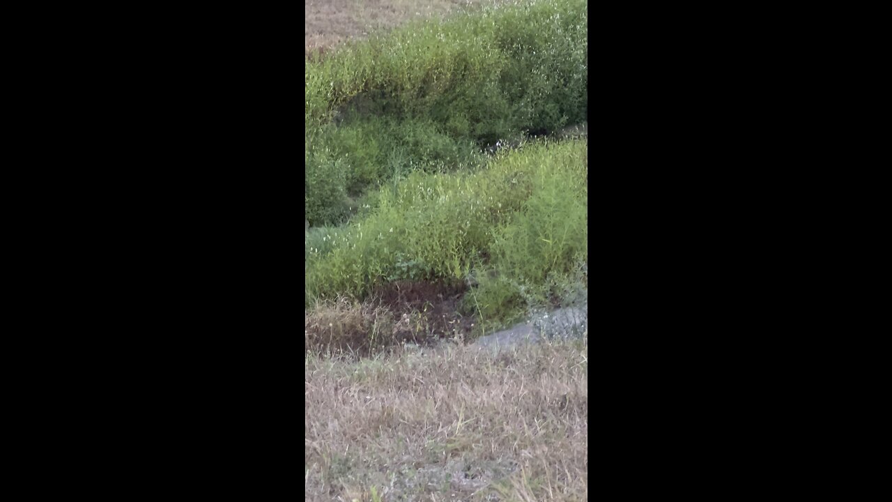 CHECK OUT THIS RATE FOOTAGE OF A BOBCAT❗️