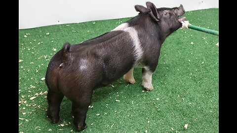 3-4 Crossbred Gilt