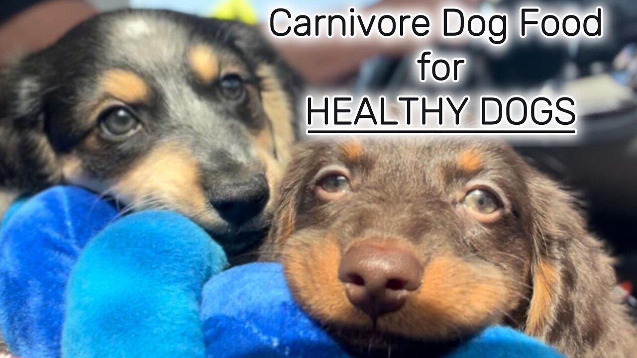 Ditch the Kibble for a HEALTHIER Raw Food Diet!