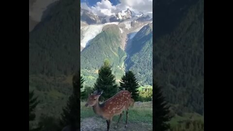 Beautiful Deer