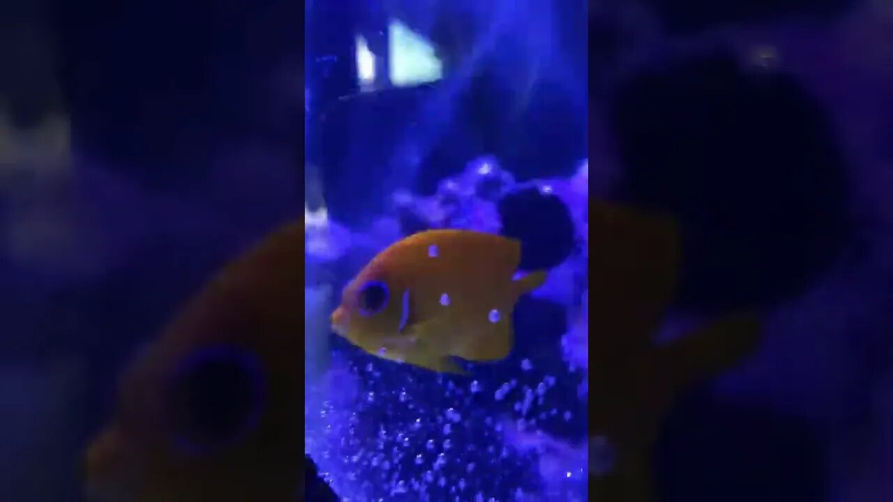 Introduce $100 Fish into my tank