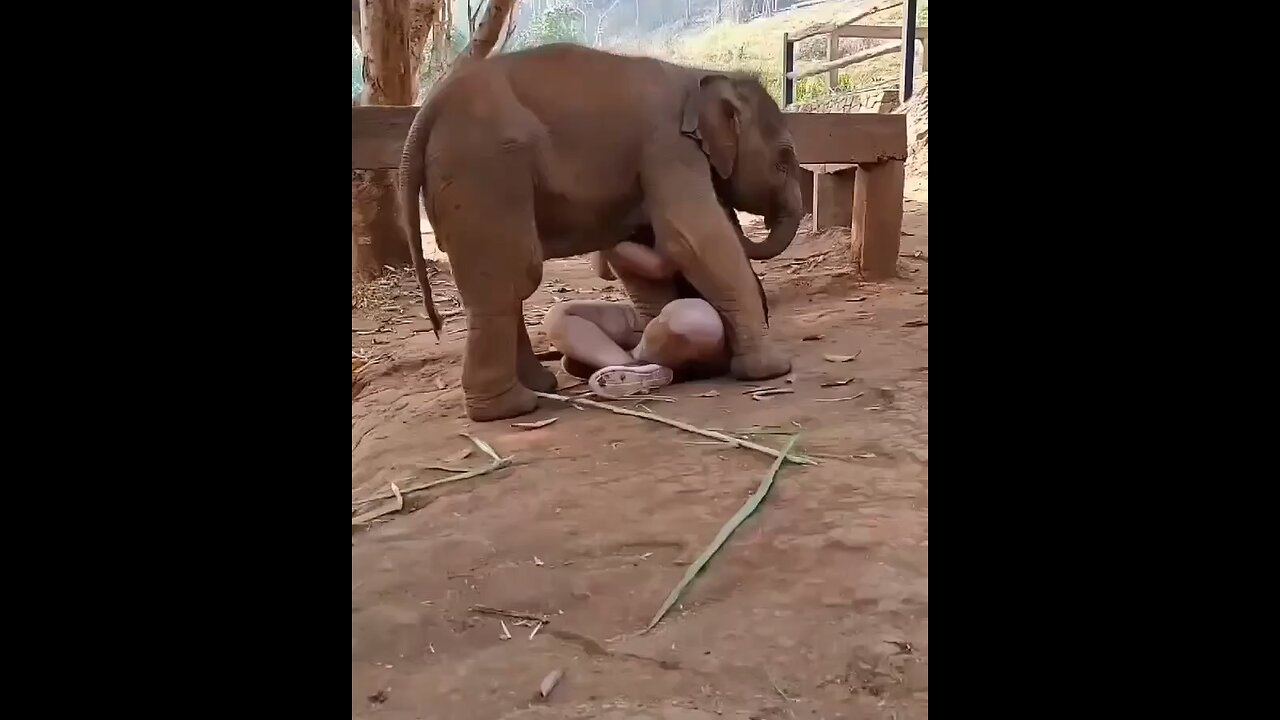 elephant 4ever follow us for more