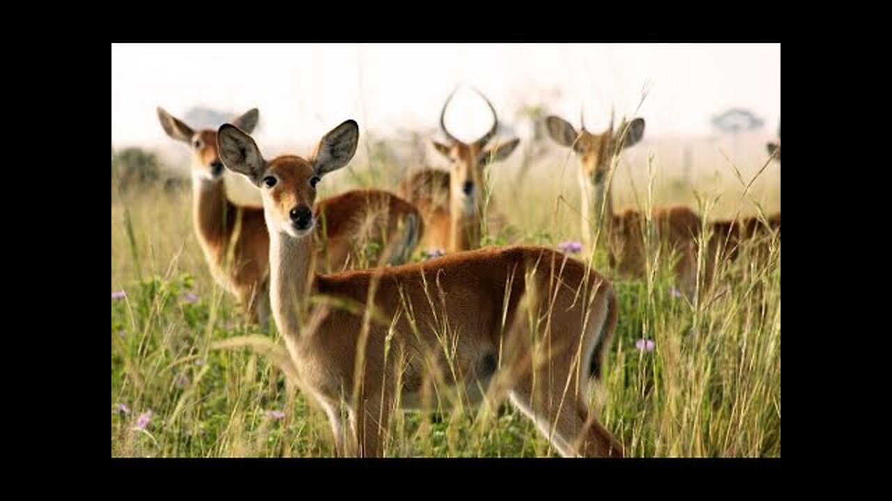 Wild Animals Free HD Videos No Copyright Claim