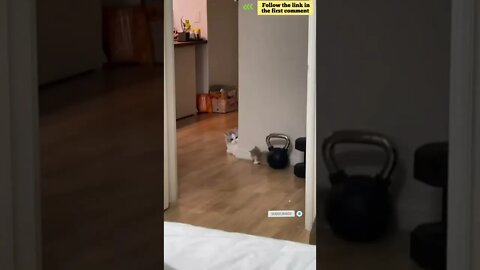 cute cat videos 😹 funny videos 😂 732 😻 #shorts #shortsfunny #cutecat #funnycat #catvideos #catscare