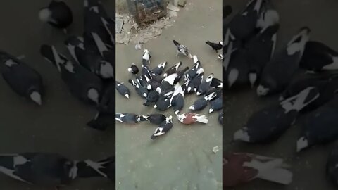 nice beautiful pigeons