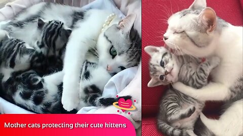 Mother cats protecting their cute kittens ❤️